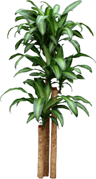 A picture of a dracena plant.
